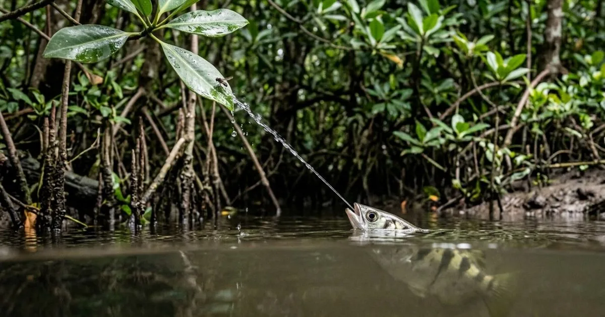 Peixe-arqueiro combina visão e jatos de água para alcançar presas