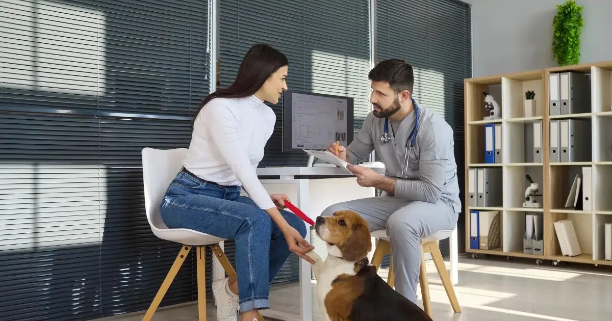 Troca de ração para pets idosos deve considerar saúde, rotina e textura