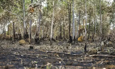 Cerrado enfrenta mais seca, incêndios e pressão sobre os recursos hídricos