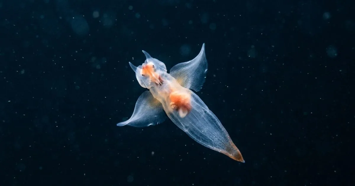 Anjo-do-mar nada sem concha e caça caracóis no plâncton