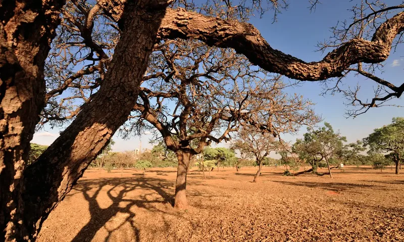 Agrotóxicos lideram registros de violência no Cerrado no primeiro semestre