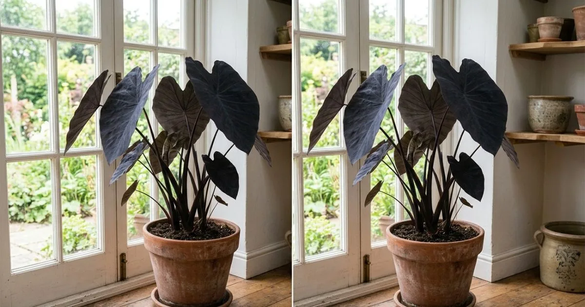 Como cultivar a orelha-de-elefante preta em casa