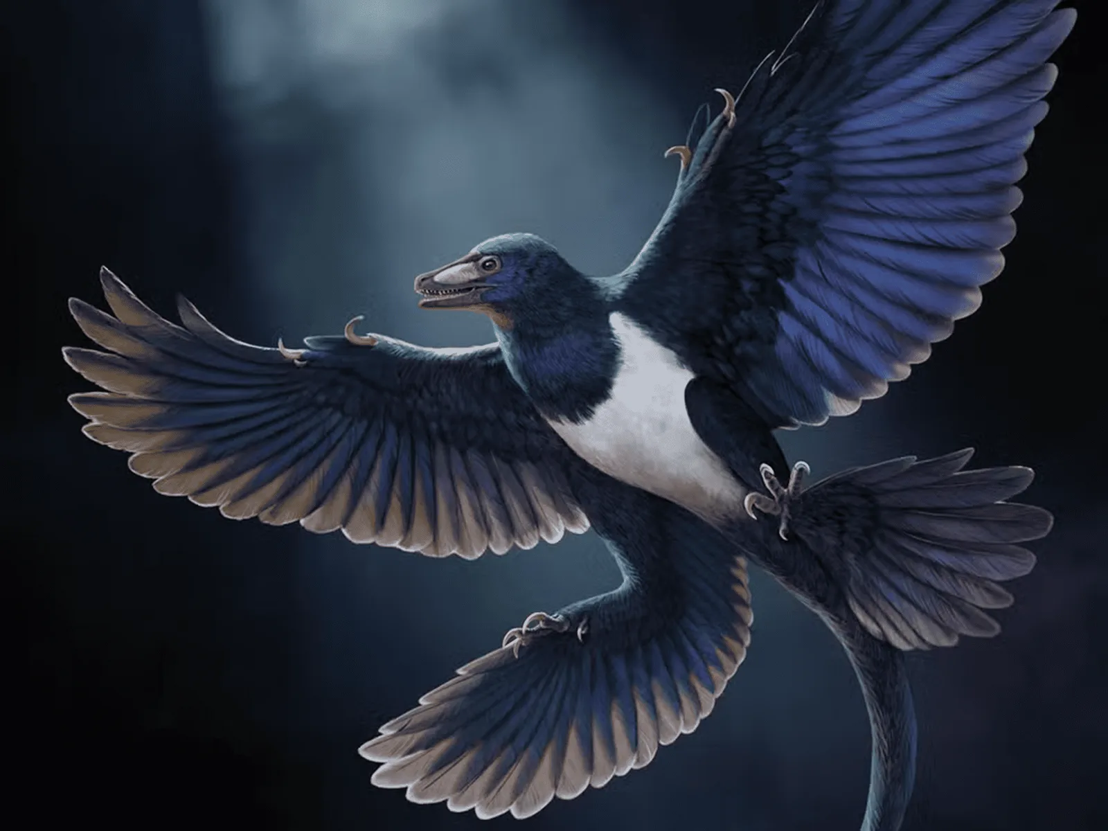 Fóssil de dinossauro mostra que aves e microraptoríneos seguiram rotas distintas