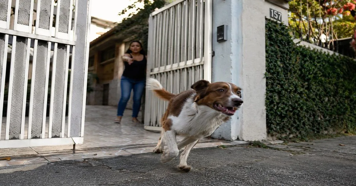 Cachorro escapa e vizinhos encontram saída sem entrada na casa