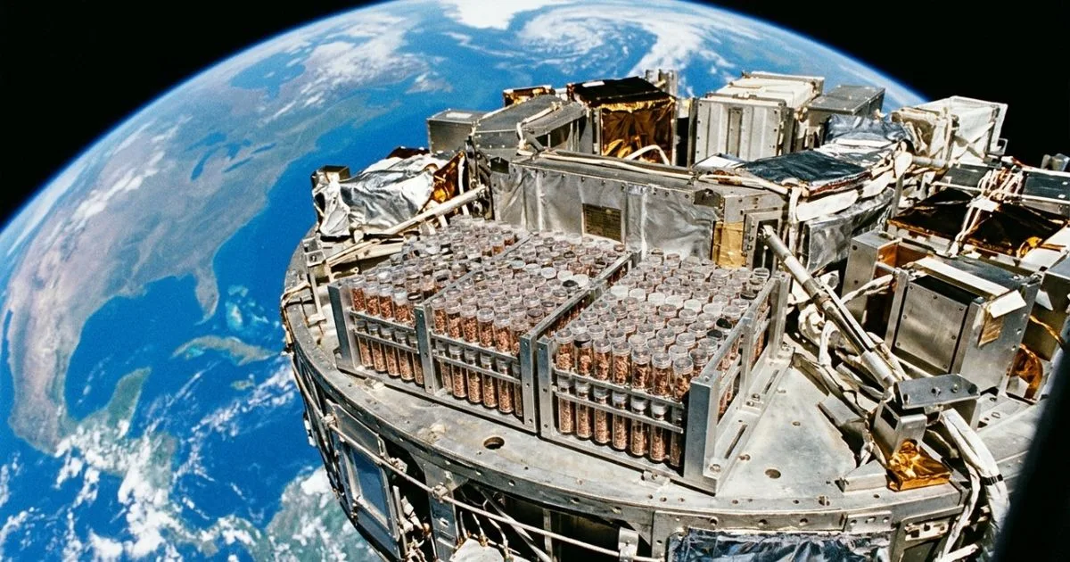 Sementes de tomate que viajaram ao espaço foram testadas por estudantes