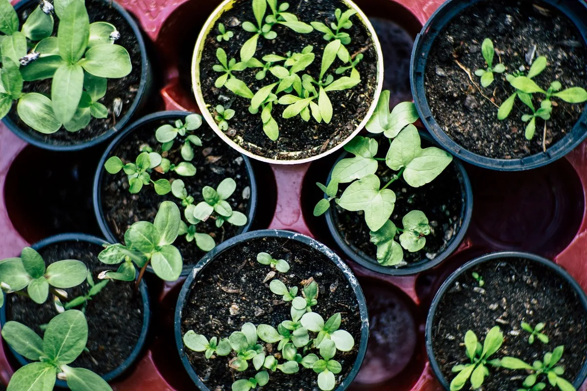 Dez espécies para cultivar em vasos na primavera