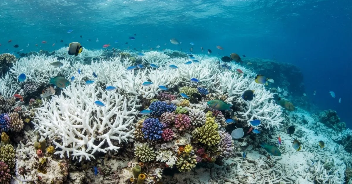 Monitoramento global revela perda de cobertura de recifes de coral