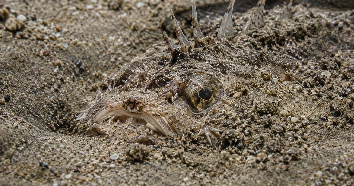 Dor intensa após pisar na água pode indicar ferimento por peixe camuflado