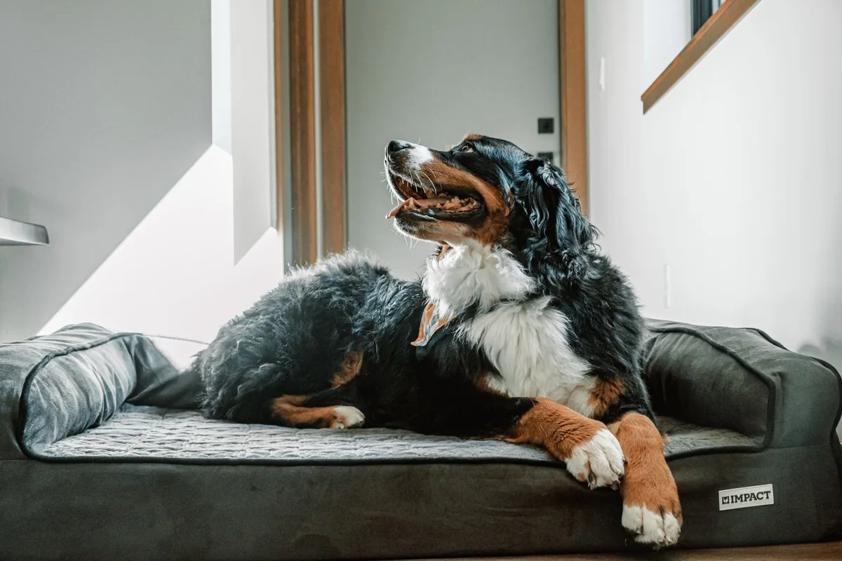 Oito camas para cães grandes com apoio, limpeza fácil e diferentes estilos