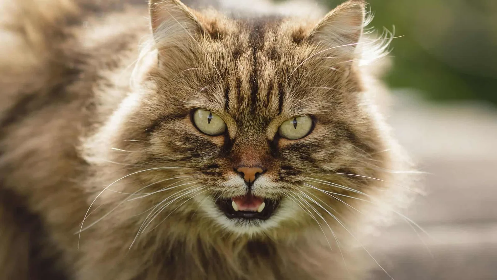 Novo gato-tigre é identificado na Bolívia após análise genética
