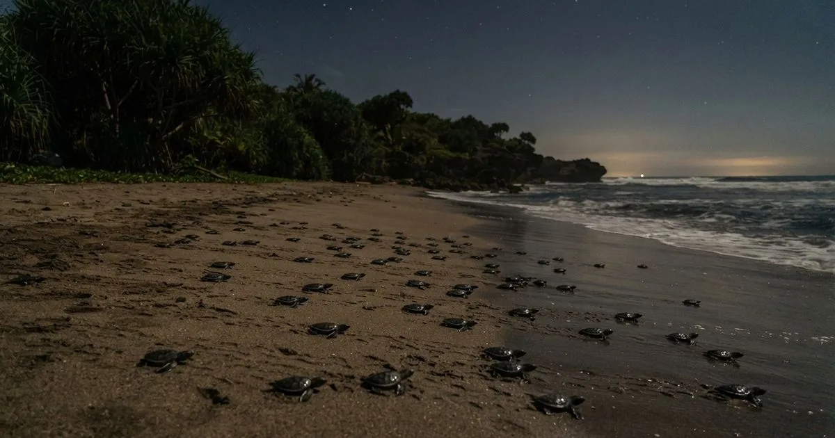 Vegetação costeira ajuda tartarugas a chegar ao mar em Sukamade