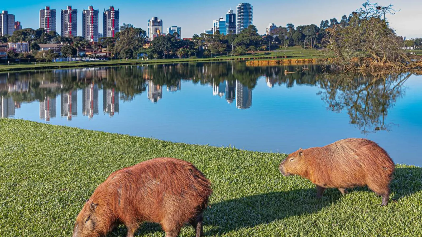 Curitiba combina transporte inovador, parques e destaque entre capitais brasileiras