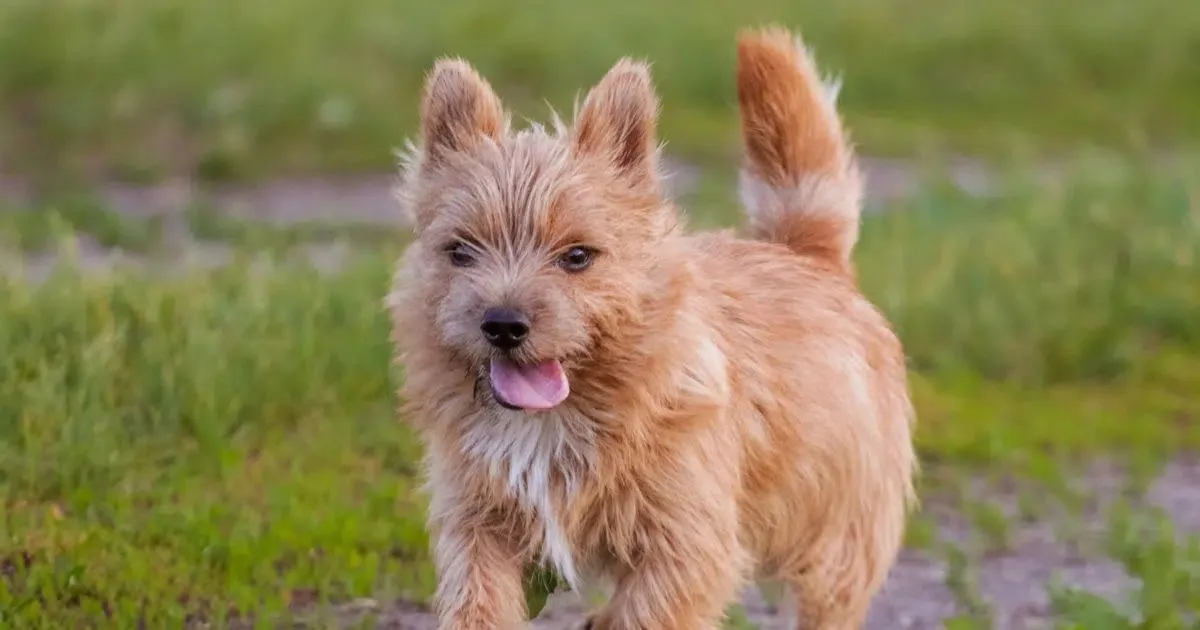 Norwich terrier: perfil, comportamento e cuidados no dia a dia