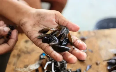 Escassez de sururu muda rotina e ameaça renda de pescadores no Recife