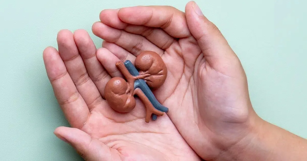 Transplante renal: cinco mitos e verdades sobre a saúde dos rins