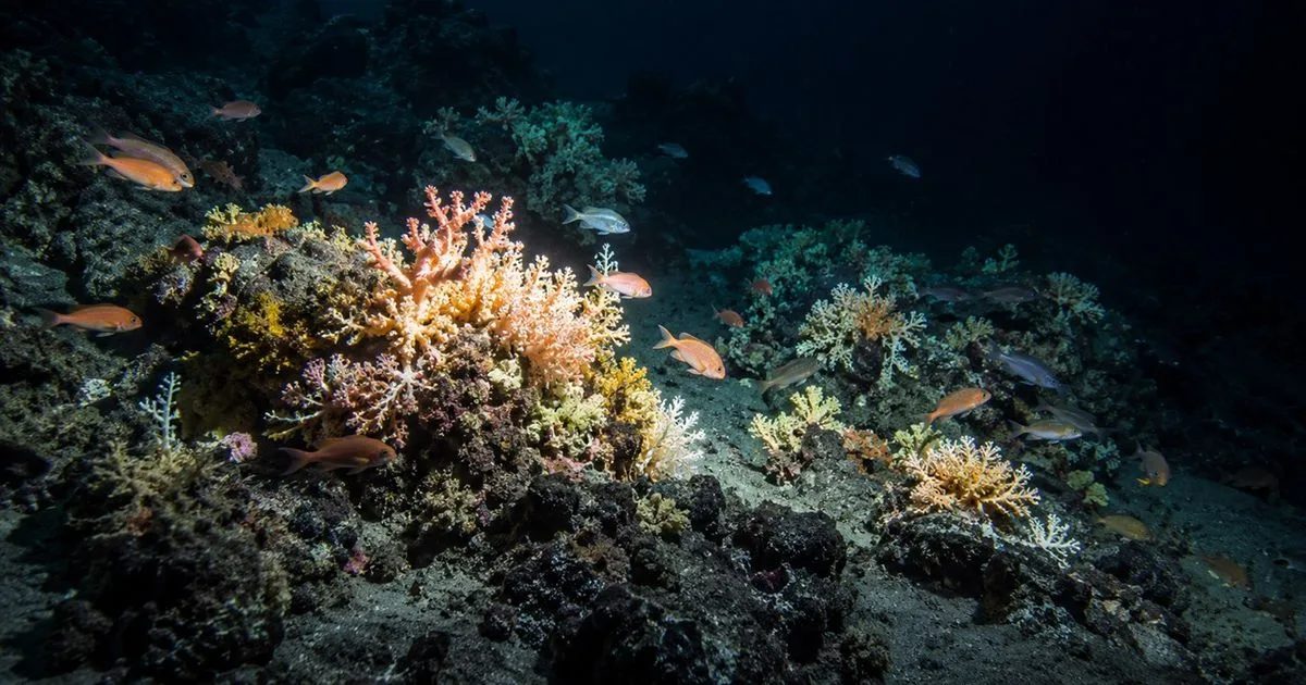 Câmeras registram corais e peixes em recife profundo diante do Benim
