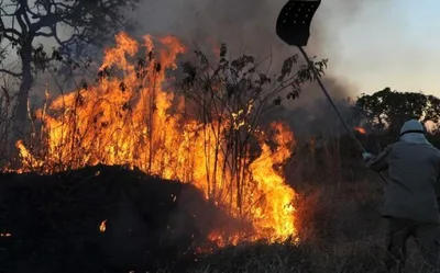 Queimadas podem mudar a estrutura e a biodiversidade da floresta amazônica