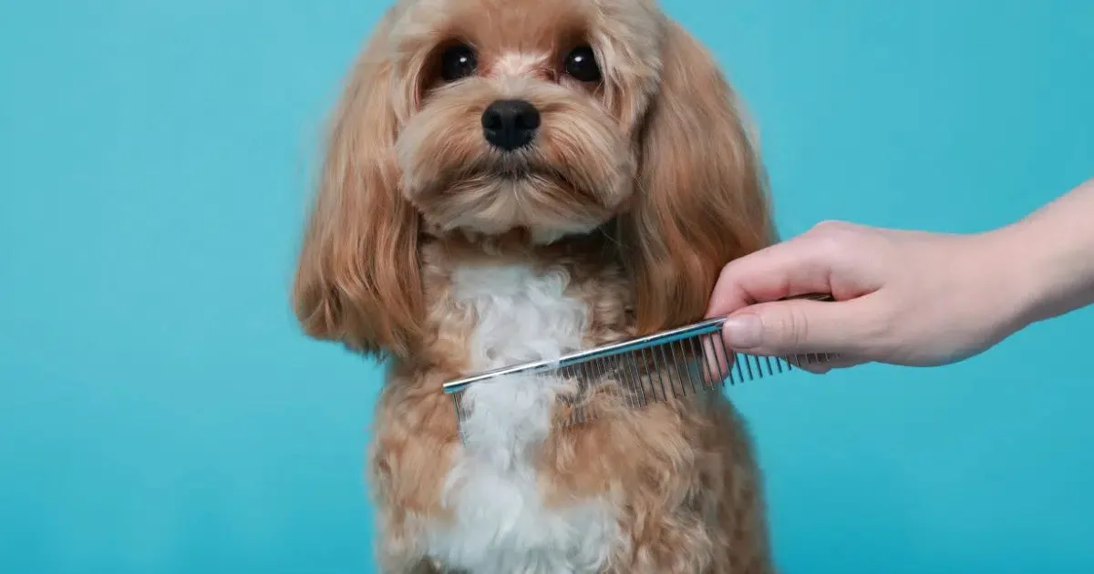 Como desembaraçar o pelo do cachorro sem machucar a pele