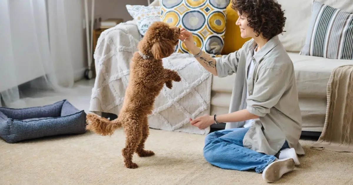 Rotina, segurança e preparo: o que considerar ao cuidar de pets na casa do tutor