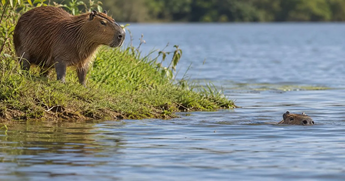 Capivara usa a água para fugir, observar e atravessar o território