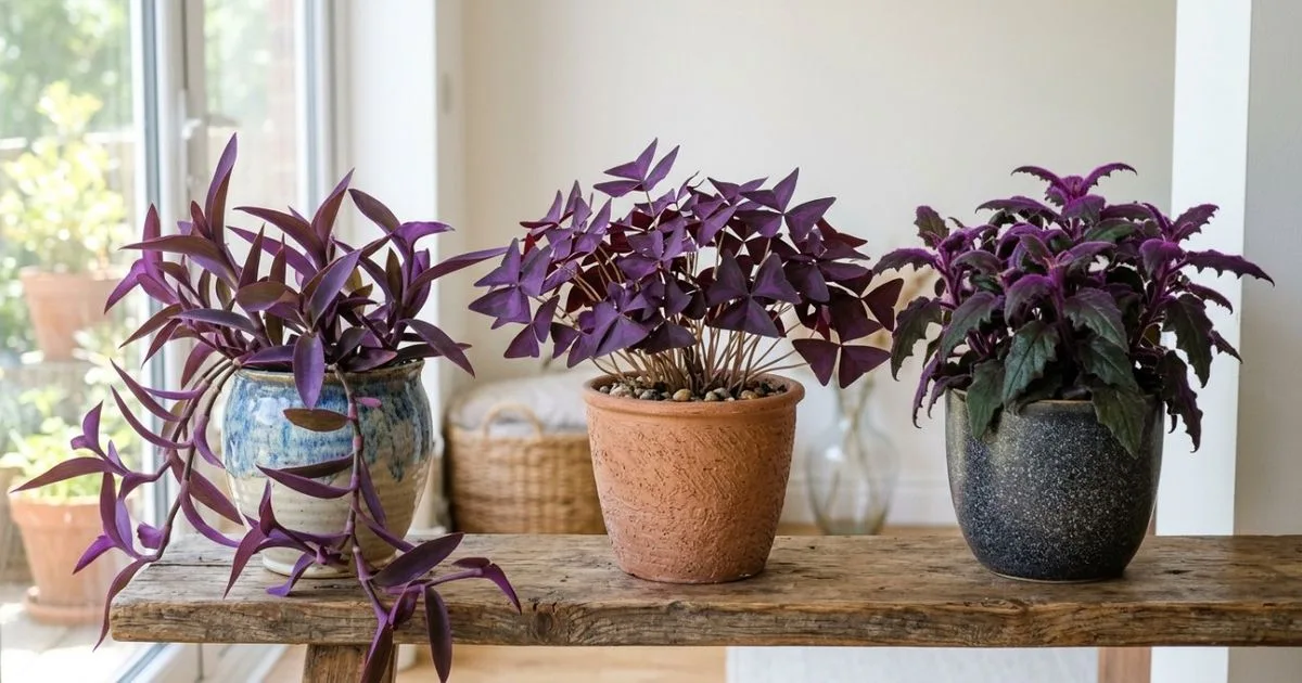 Três plantas de folhas roxas para cultivar dentro de casa