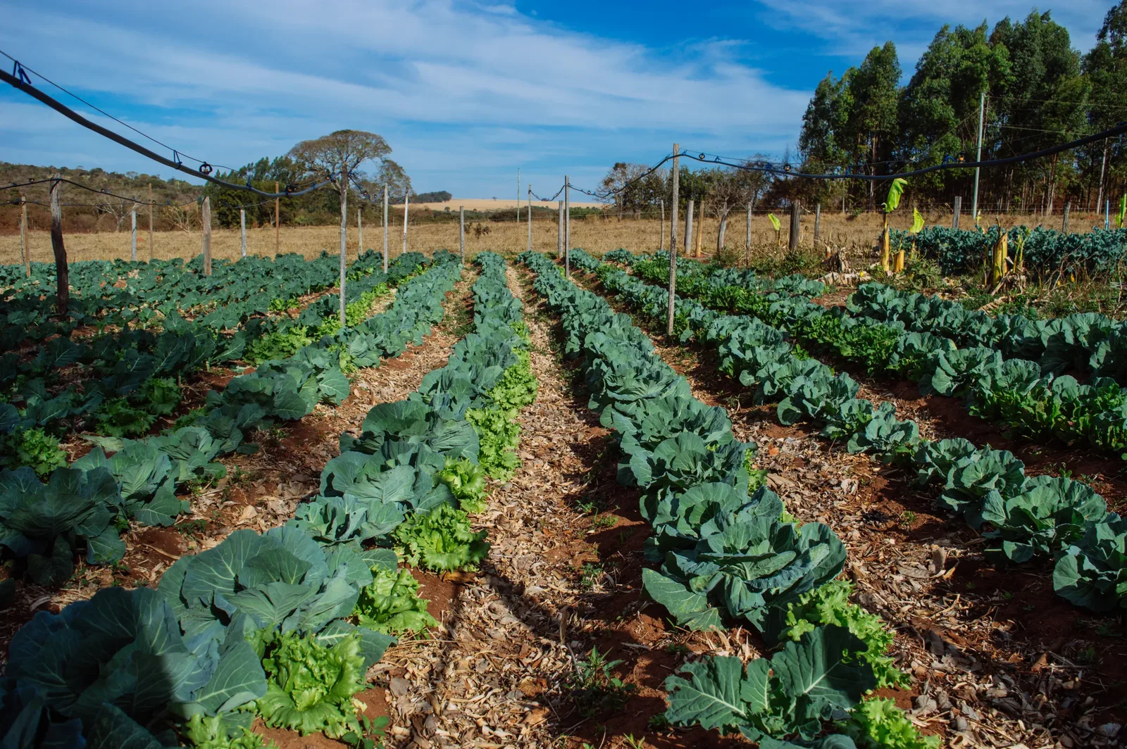 PL e PP concentram propostas de risco à agroecologia, diz levantamento