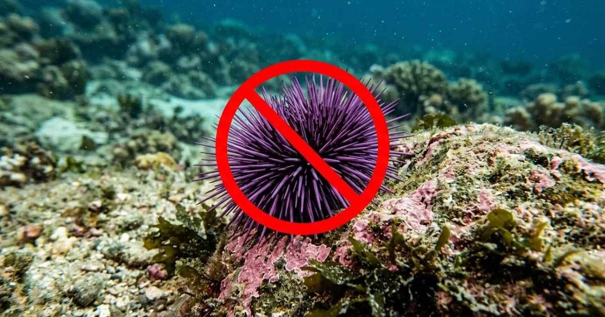 Retirada de ouriços recuperou florestas submarinas na costa da Califórnia