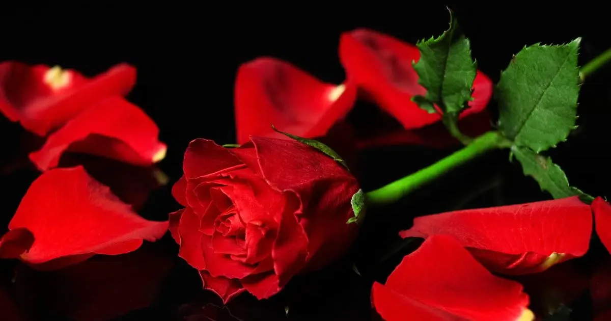 Rosa vermelha em três rituais caseiros de autocuidado e confiança