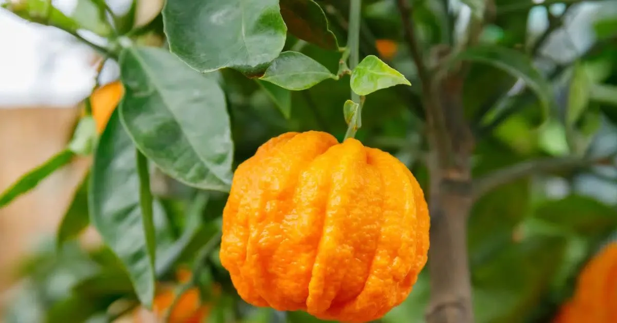 Laranja-amarga: possíveis efeitos, formas de consumo e cuidados