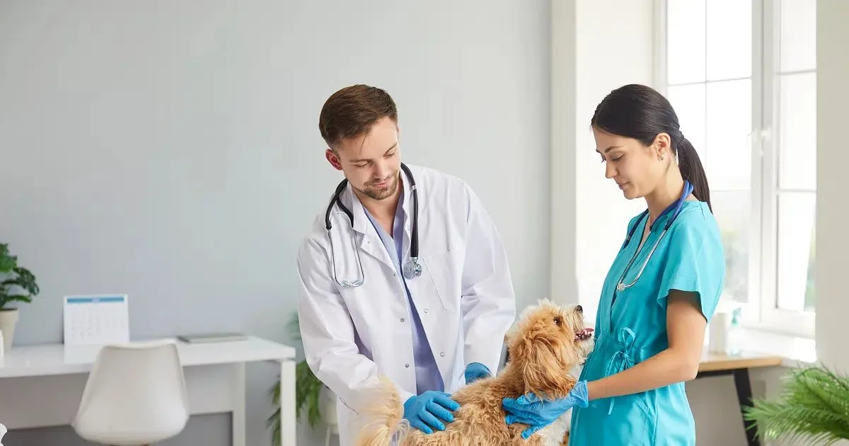 Doença hepática em cães: sinais, diagnóstico e cuidados com filhotes