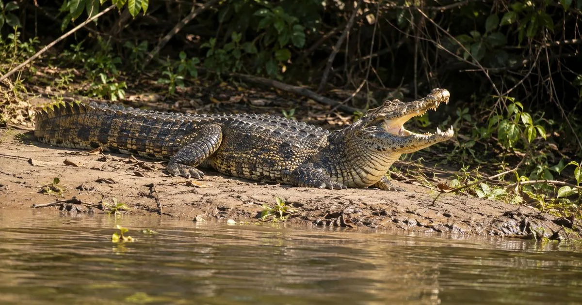 Jacaré de boca aberta: postura não indica segurança perto do animal