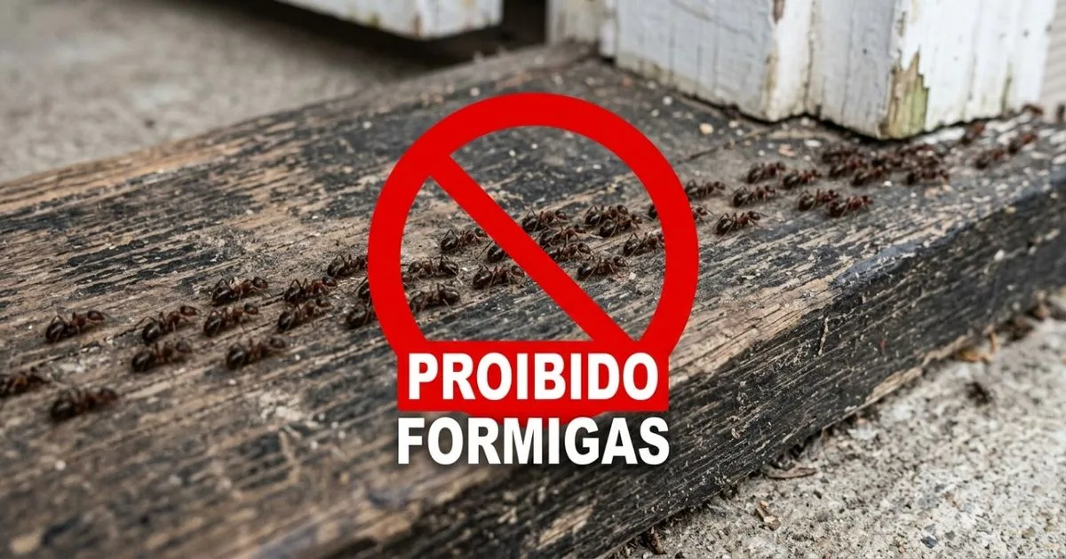 Vinagre diluído pode interromper o caminho das formigas até a cozinha