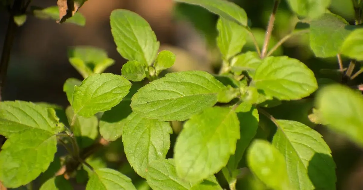Tulsi: o que a ciência já estuda sobre a planta indiana