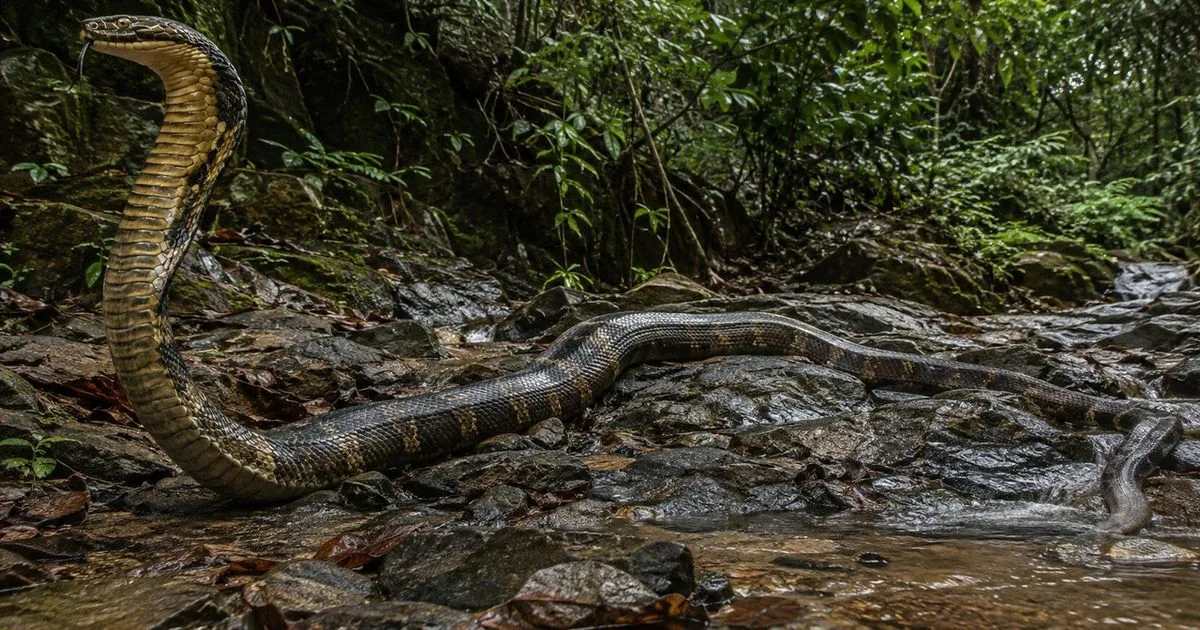 Muçurana tem adaptações para capturar cobras, mas não deve ser tocada