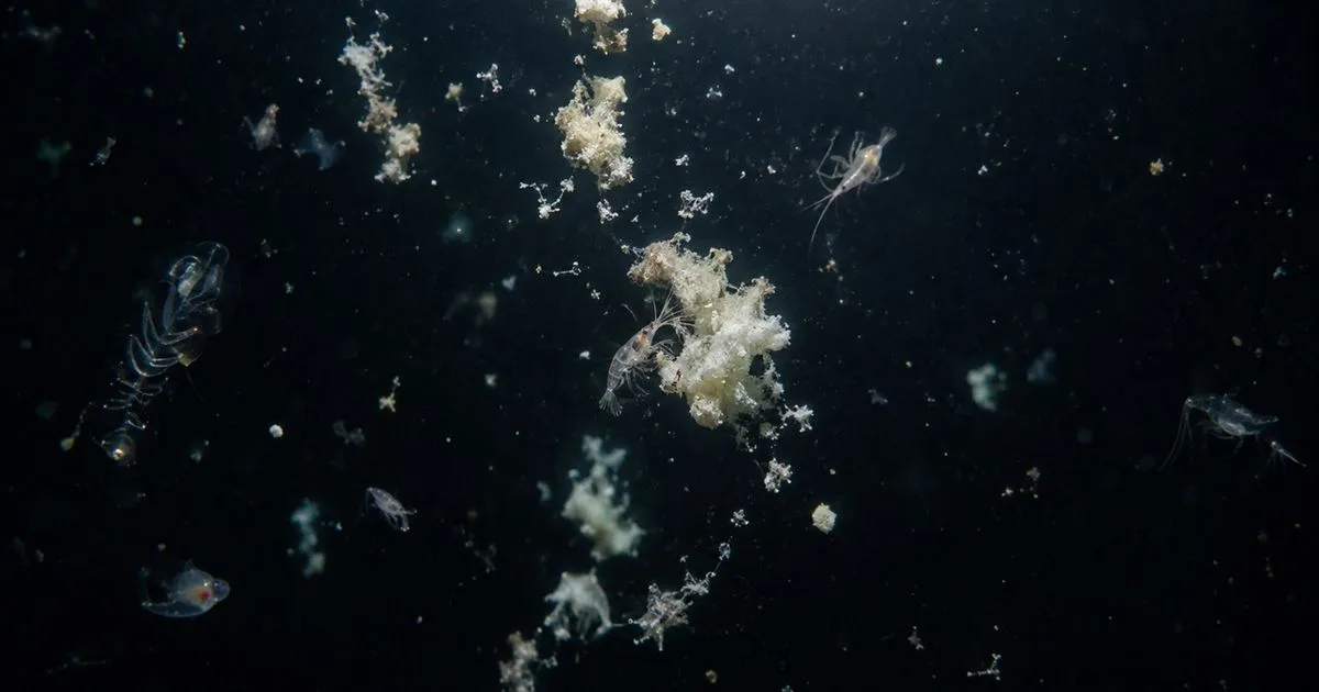 Como restos da superfície sustentam a vida nas profundezas do oceano