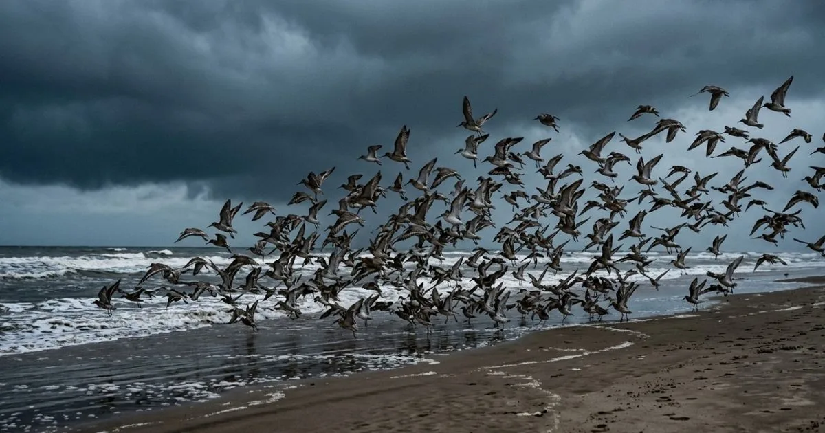 Mudanças no vento e na maré explicam saída antecipada de aves da praia