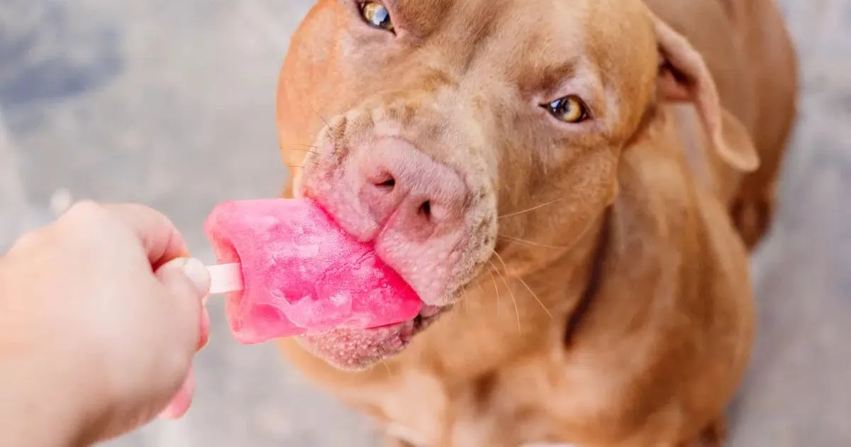 Frutas, cenoura e caldo: receitas de sorvete para pets no calor