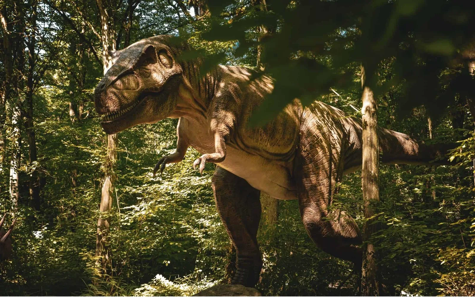 Rastros de Dakota do Norte mostram como um T-rex adulto caminhava