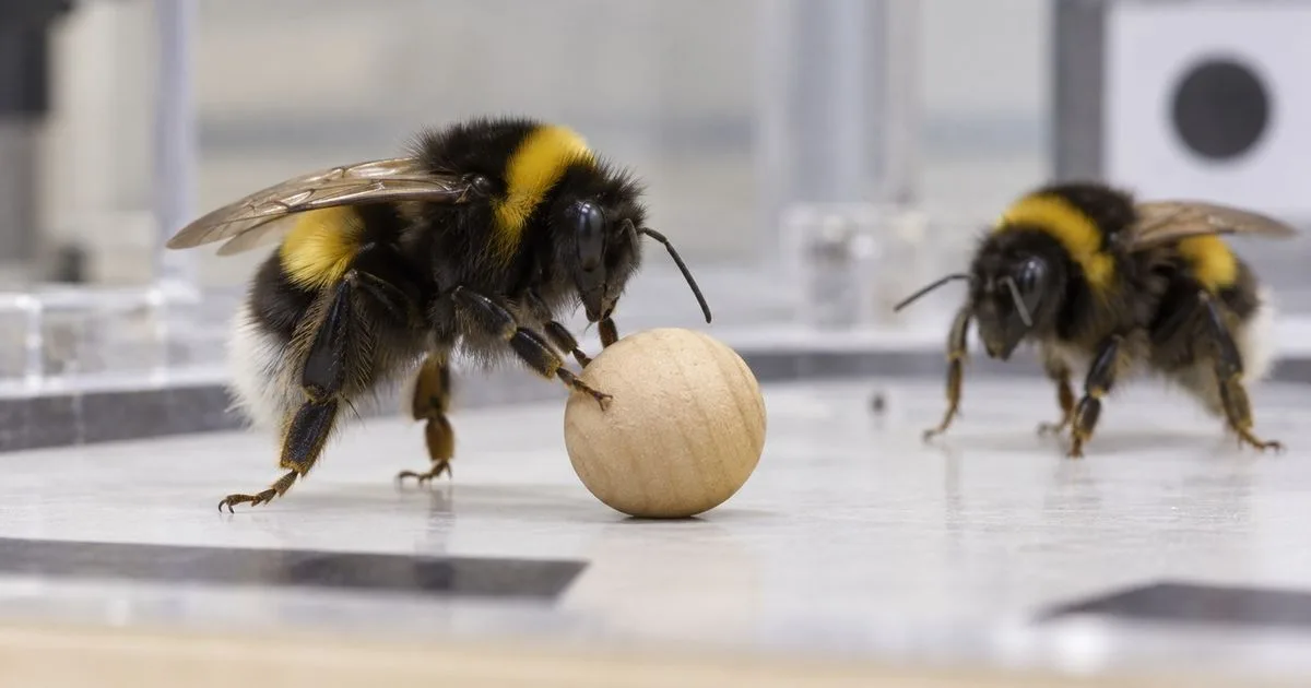 Mamangavas repetiram o movimento de bolas mesmo sem receber alimento