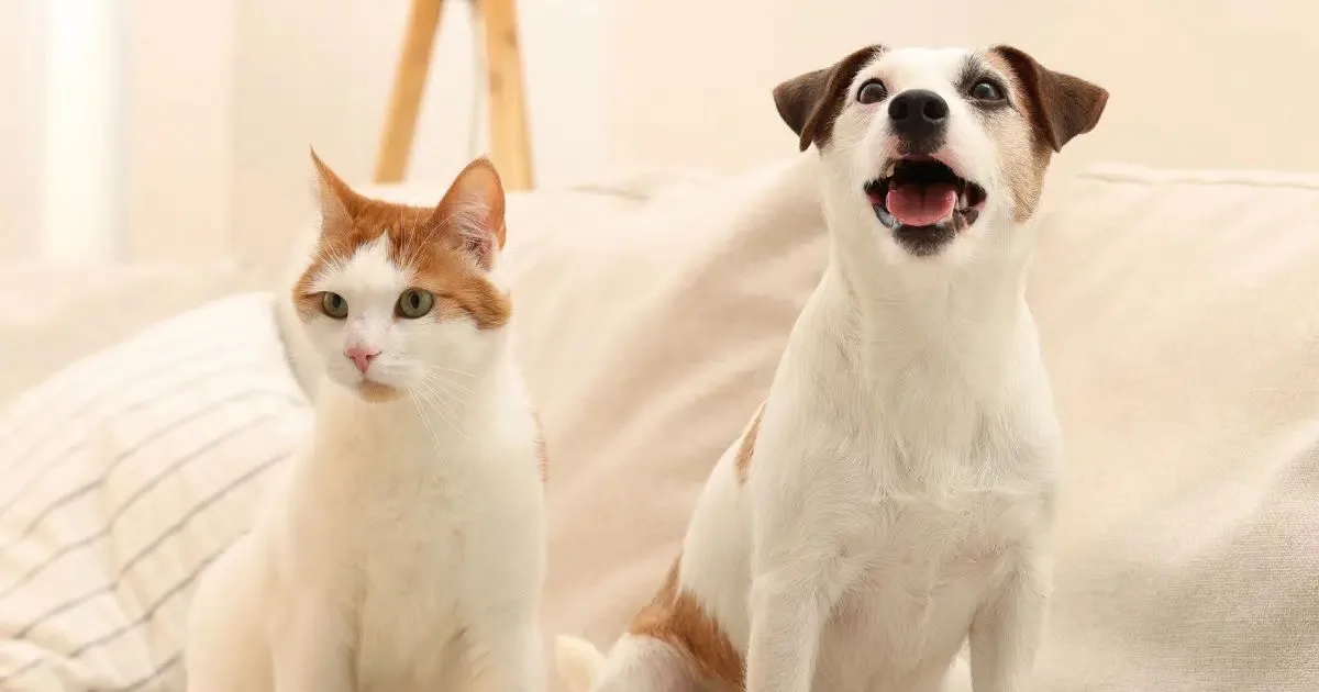 Como apresentar um novo pet ao animal que já vive na casa
