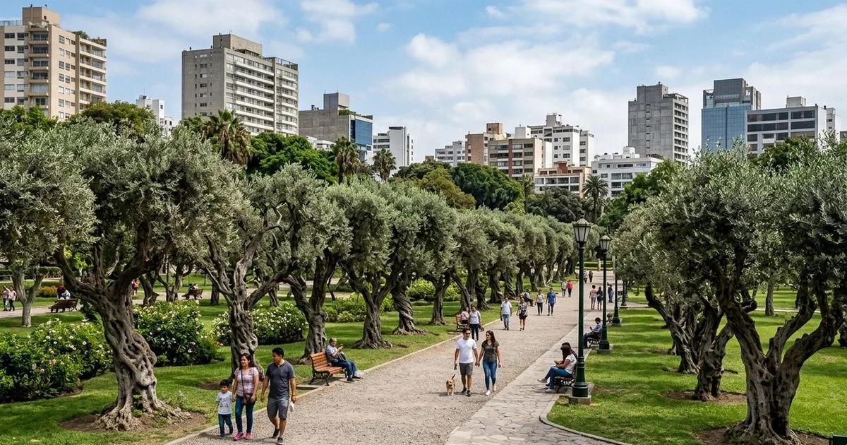 Bosque El Olivar mantém oliveiras centenárias em meio à expansão de Lima