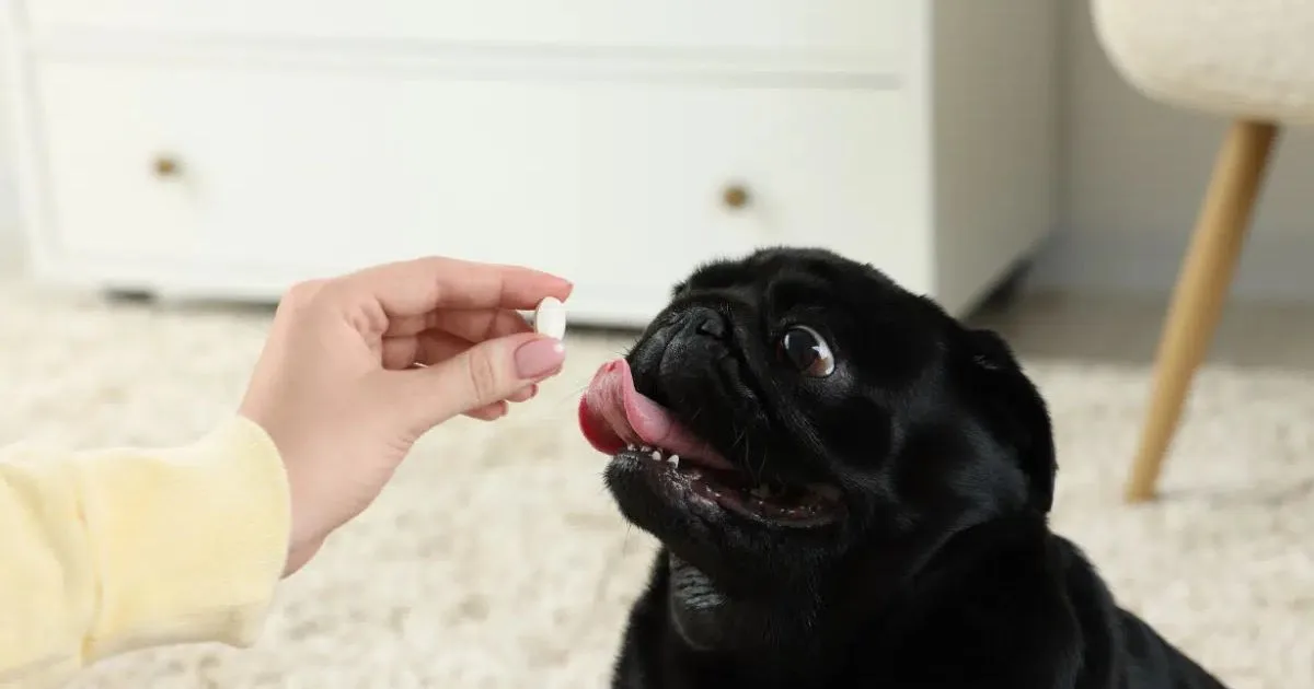 Cães e gatos: cuidados domésticos que podem agravar feridas e intoxicações