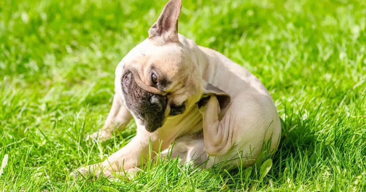 Primavera exige atenção a alergias e problemas de pele em cães e gatos