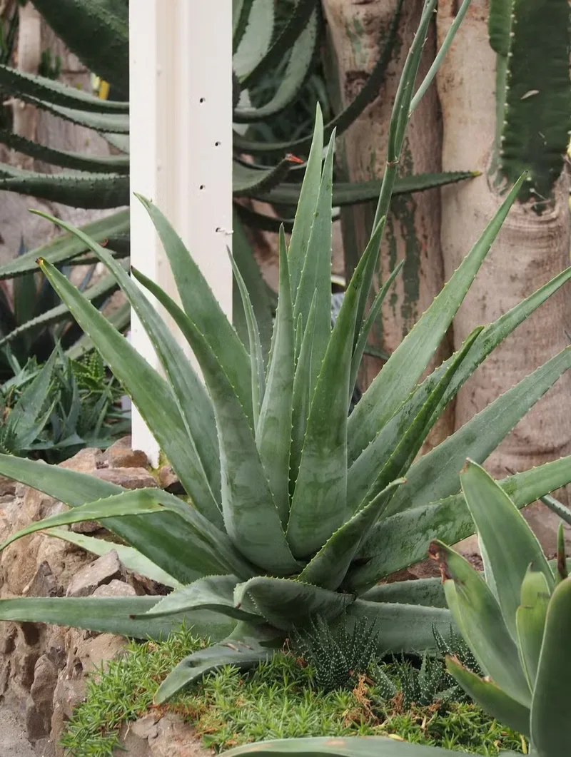 Babosa em casa: cultivo, colheita e extração segura do gel