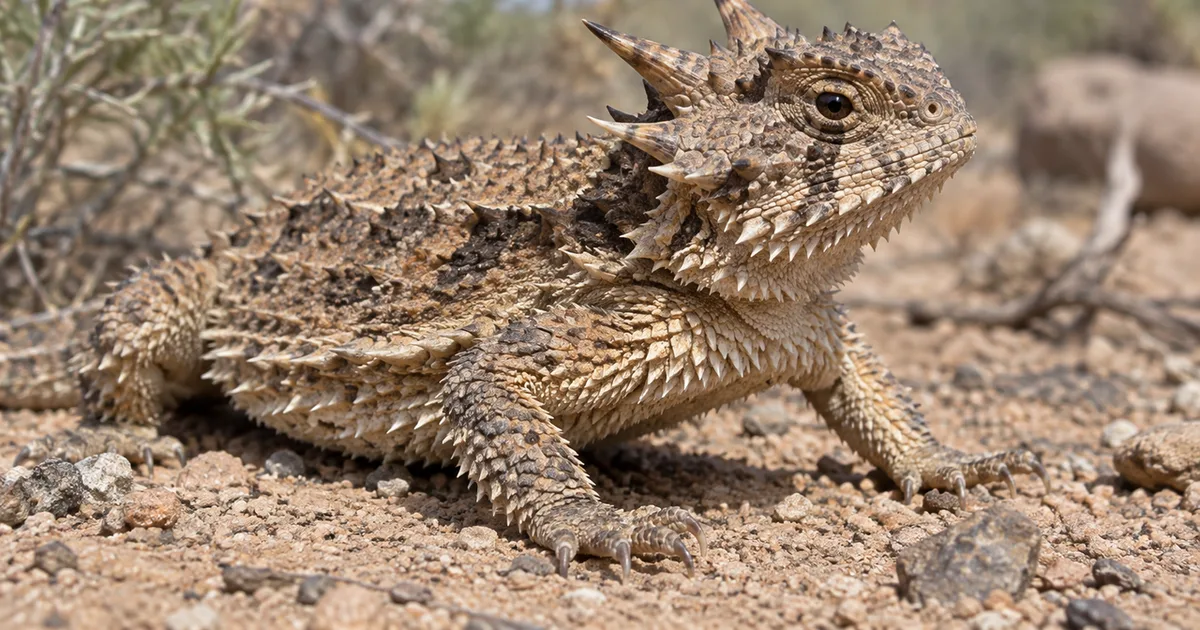 Lagarto de chifres recorre a mecanismo vascular para espantar predadores