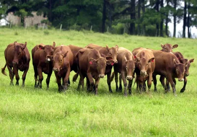 Pampa brasileiro perde 30% da vegetação nativa em quatro décadas