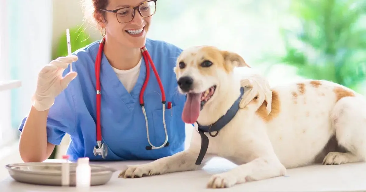 Vacina antirrábica e cuidados reduzem riscos para cães e gatos